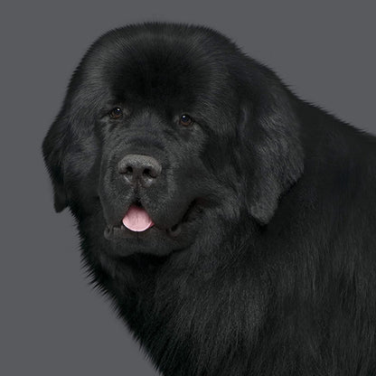 Nature's Protection SC- BLACK DOGS - Cani adulti di tutte le taglie - Manto colore NERO